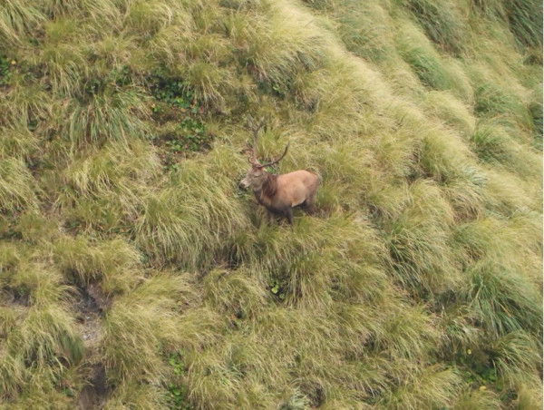 One of the stags roaring down below us