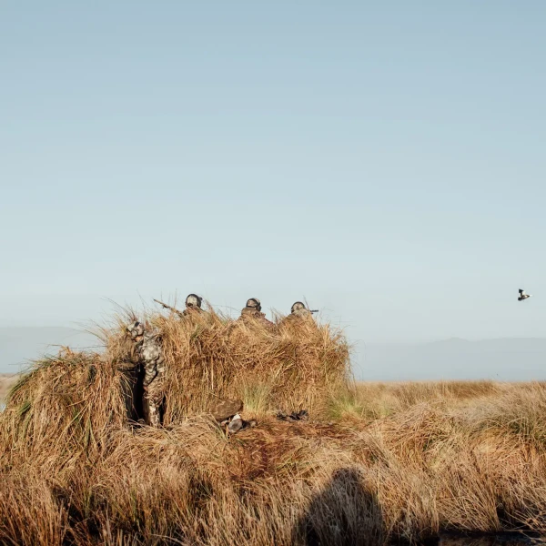 Hunters in a maimai aiming at a low flying duck