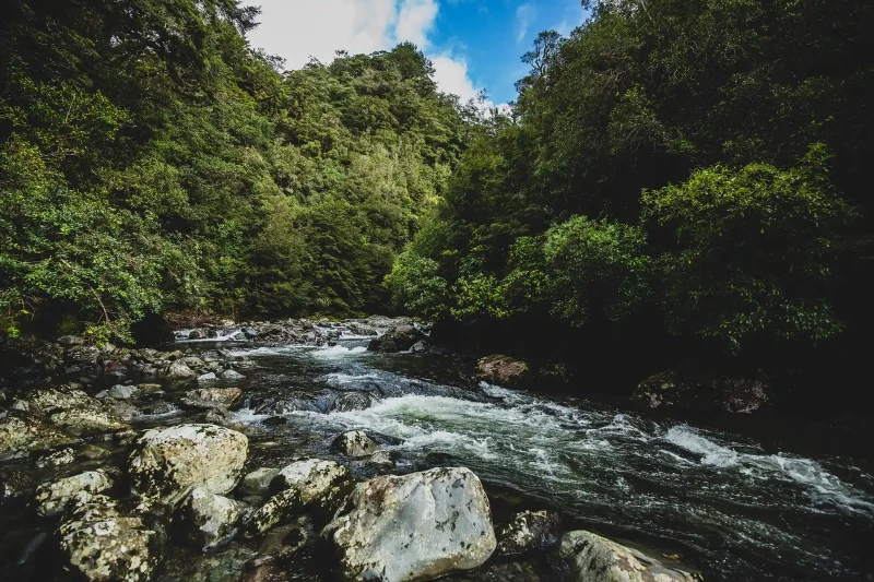 Neil Forks River