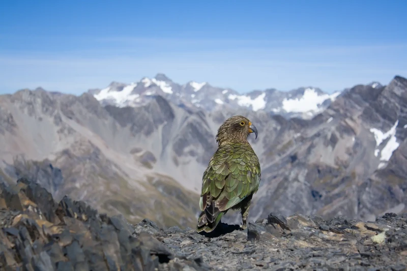 Kea